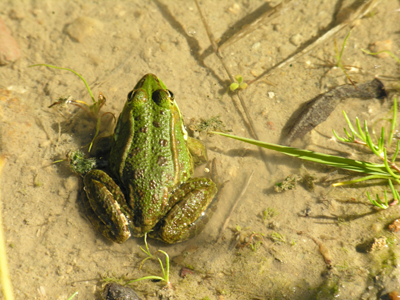 Classificazione di una rana - Pelophylax sp. (Sicilia)